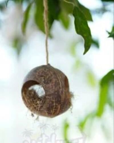 Coconut Shell Bird House