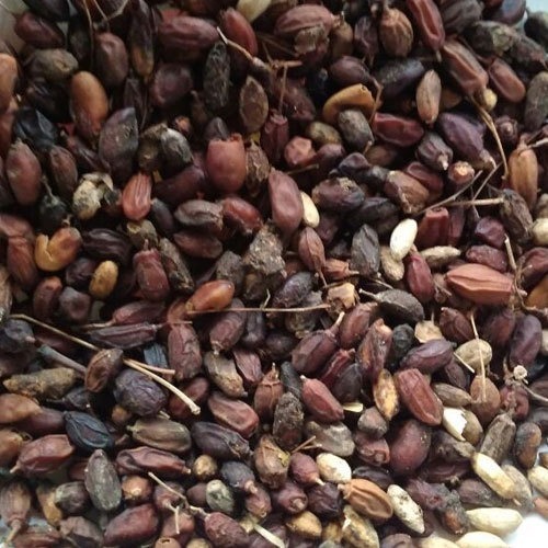 Neem Fruit Seed - Dried Brown, 98% Purity, Packaged in Plastic Bag | Common Cultivation, Grade A, 6 Months Shelf Life, Hybrid 1