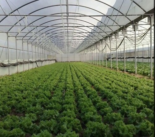 Agriculture Polyhouse - Galvanized Structure, 10-12 Feet Height , Eco-Friendly & Easily Assembled Features