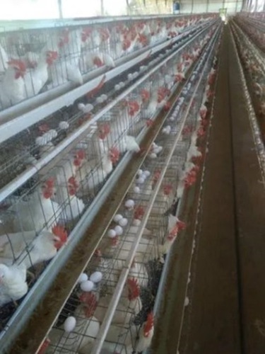 Chicken Cages