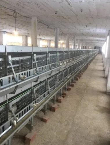 Chicks Battery Cage