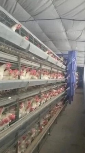 Layer Battery Cage