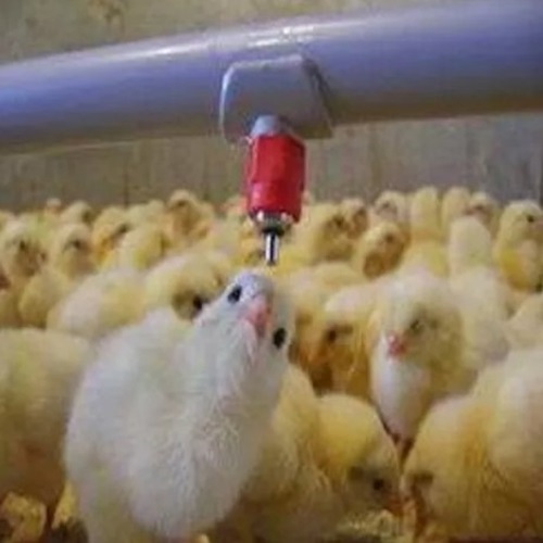 Nipple Drinker - Stainless Steel, Drip Cup For Chickens | Ideal For Poultry Farm Use