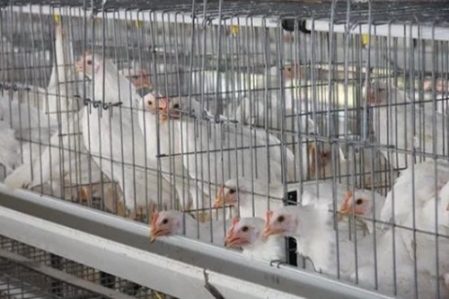 Battery Type Layer Cages