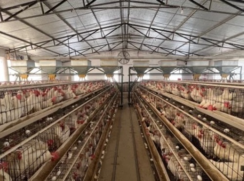 California Layer Cages