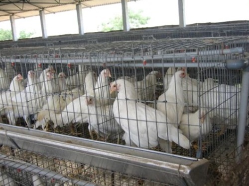 Chicks Cum Grower Cages