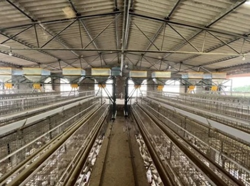 Chicks Grower Cages