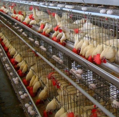 Poultry Layer Cages By Ss Enterprises