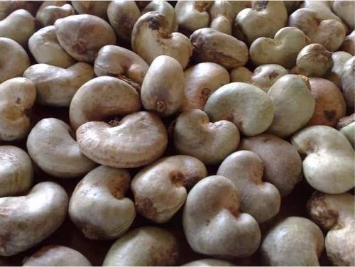 Raw Cashew Nuts - Standard Size, Grade A, Brown Color | Naturally Dried, Very Good Quality, Health Benefits