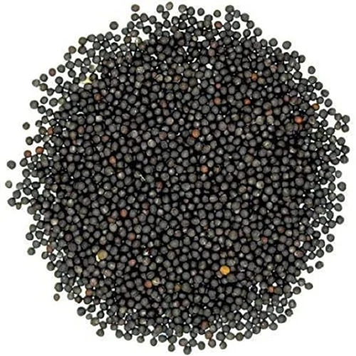 Black Mustard Seeds - 99% Purity, Small Round Seeds with Pungent Spicy Flavor, Rich in Essential Oils, Ideal for Pickling and Seasoning