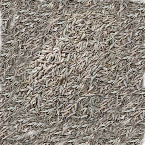 Brown Singapore Cumin Seeds - Whole and Ground Seeds | Aromatic, Earthy Flavor, Rich in Essential Oils, High in Antioxidants, Versatile for Cuisines