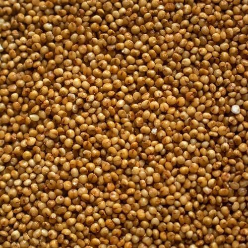 Kodo Millet - Natural Dried, Fresh Quality with 100% Purity | Good for Health, Soft Texture, Brown Color, Standard Size