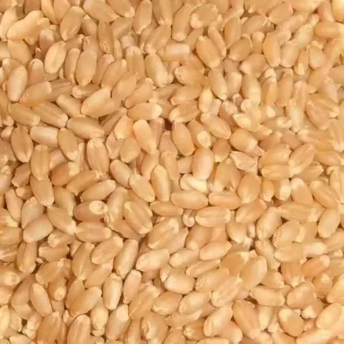 Wheat Seeds - 100% Pure, Golden Color | High-Quality Nutrient-Rich Varieties for Optimal Germination and Healthy Crop Yield