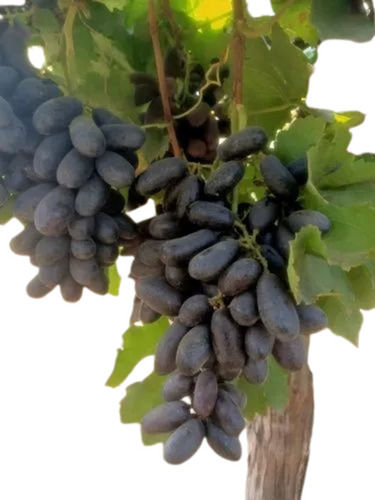 Black Grapes