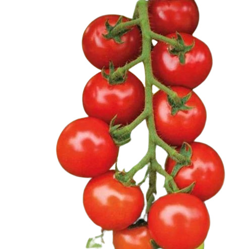 Fresh Tomatoes - Round Shape, Chopped Style | Very Good Quality, 100% Pure, Good for Health