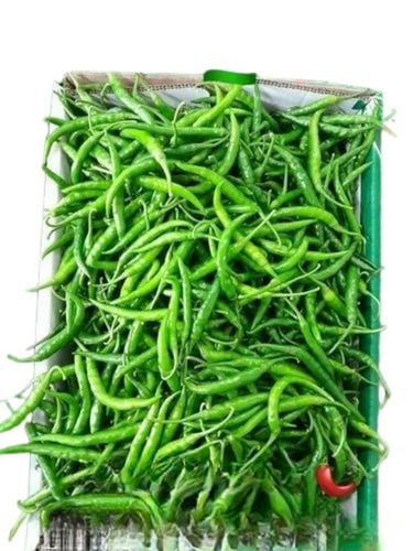 Green Chillies - Fresh, 100% Pure Quality | Good for Health, Instant Style, Raw Processing Form, Elongated Shape, Shelf Life of 15 Days