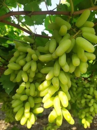 Green Grapes - Fresh Sweet Taste | 100% Pure Very Good Quality Good For Health Standard Size Elongated Shape Common Cultivation