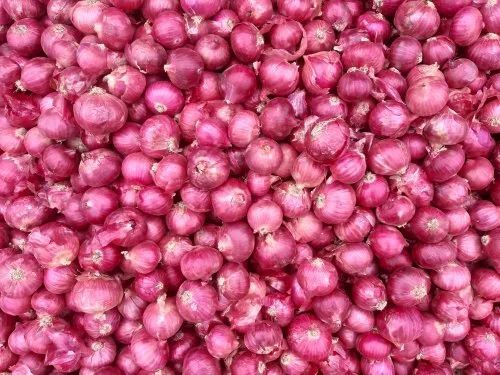 Indian Onion - Fresh Quality, 100% Pure, Round Shape, Chopped Processing, Cooked Style | Preserved in Cool & Dry Places, Good for Health