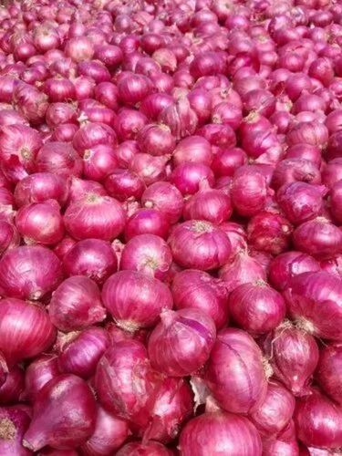 Organic Onion - Fresh & Very Good Quality Round Shape 100% Pure Ideal for Cooking 15 Days Shelf Life Best Preserved in Cool & Dry Places Chopped Form Good for Health