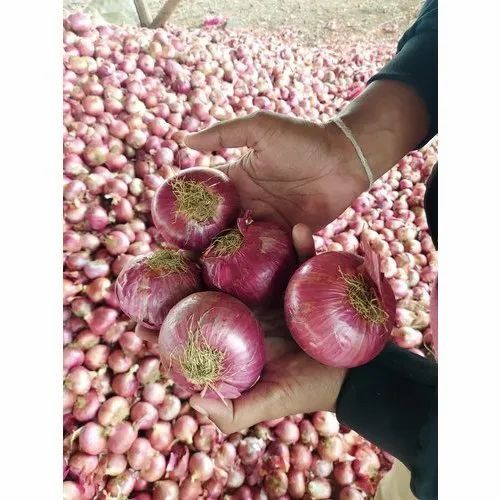 Pink Onion - Fresh, 100% Pure, Very Good Quality | Health Beneficial, Cool & Dry Storage, Chopped Style, Round Shape, 1 Month Shelf Life