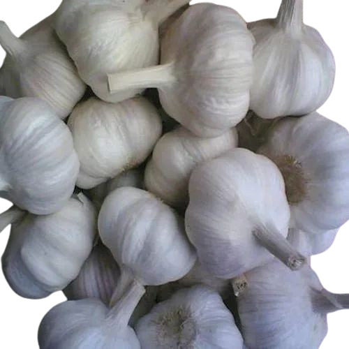 Fresh Garlic - Very Good Quality 100% Purity Good for Health | Round Shape Raw Style Preserved in Cool & Dry Places 6 Months Shelf Life