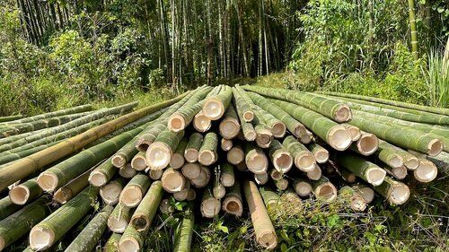 Bamboo Poles - Style: Modern