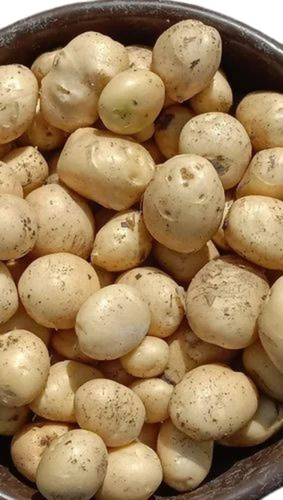 Fresh Potatoes - Very Good Quality, 100% Pure Chopped Vegetables | Good for Health, Ideal for Cooking, Cool & Dry Storage, Oval Shape