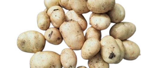 Fresh Medium-Sized Potato - Chopped, Cooked Style | Very Good Quality, 100% Pure, Good for Health, Oval Shape, 1 Day Shelf Life