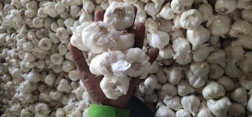 Natural Dried Garlic - 100% Pure Fresh Quality Round Shape | Preserved in Cool & Dry Places Shelf Life: 1 Month Ideal for Food & Cooking
