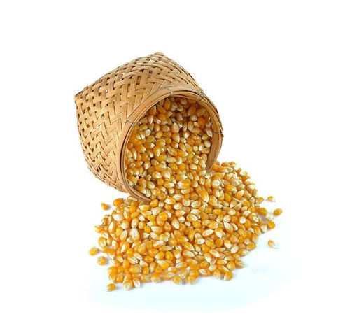 Natural Yellow Maize Corn - Purity: 100% Pure