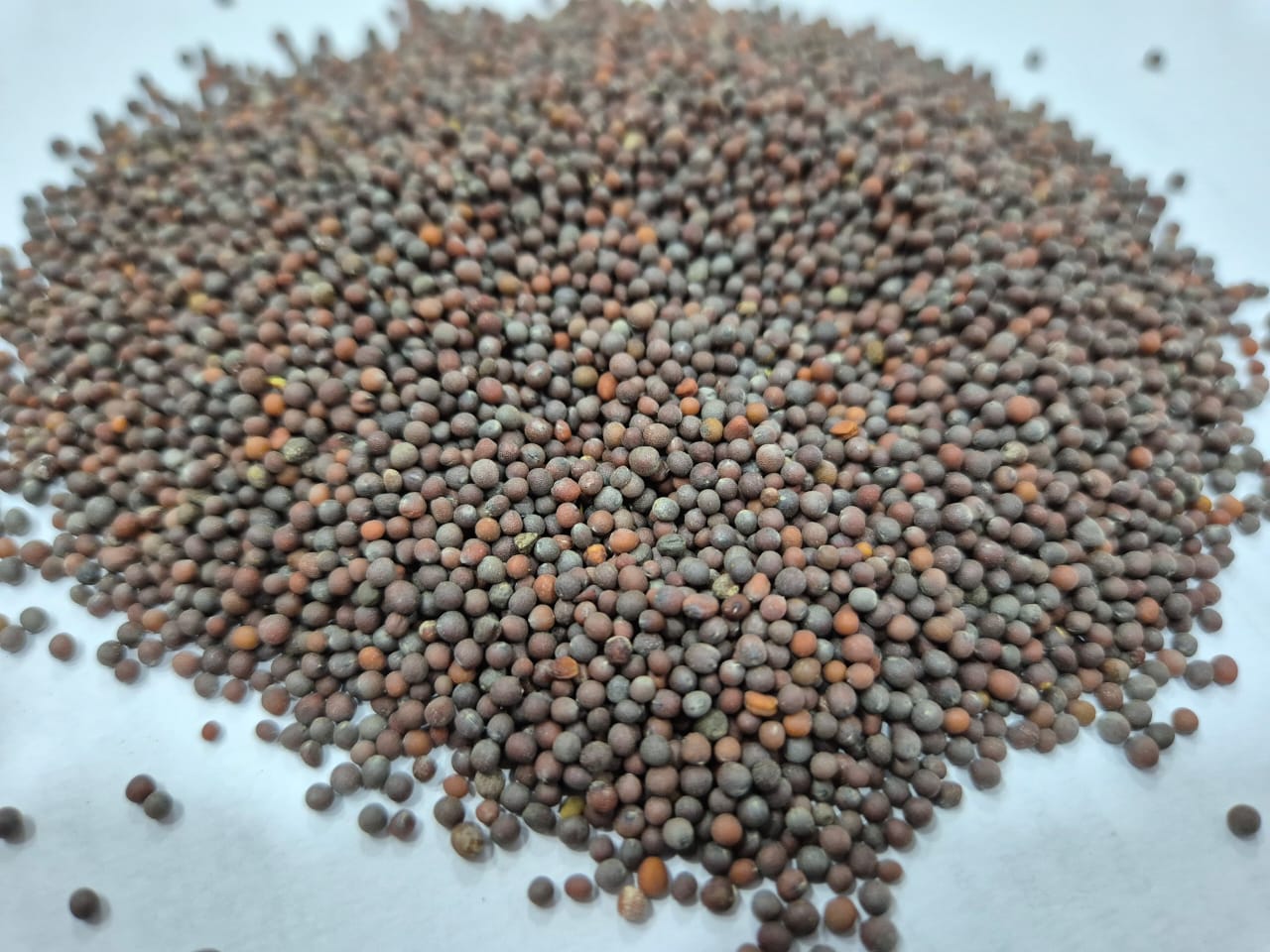 Black Mustard Seeds - Cultivation Type: Common