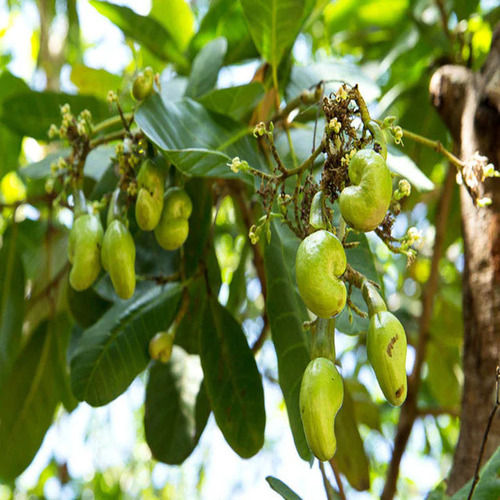 Organic Cashew - Color: White