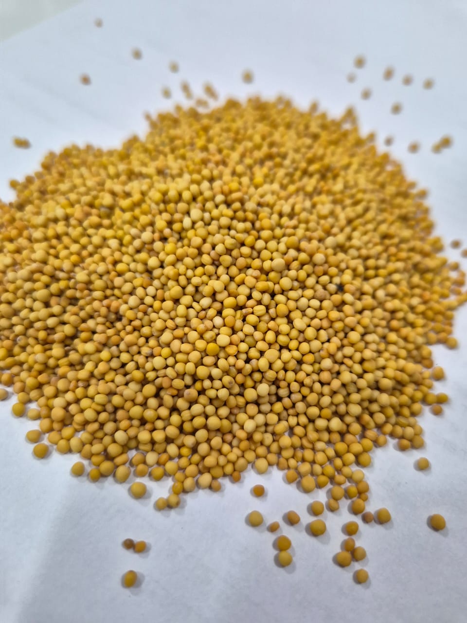 Yellow Mustard Seeds - Grade: Food Grade