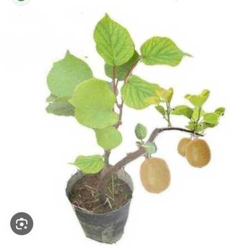 Kiwi Fruit Plants - Cultivation Type: Open Air