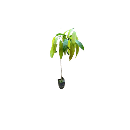 Mango Plants - Cultivation Type: Open Air