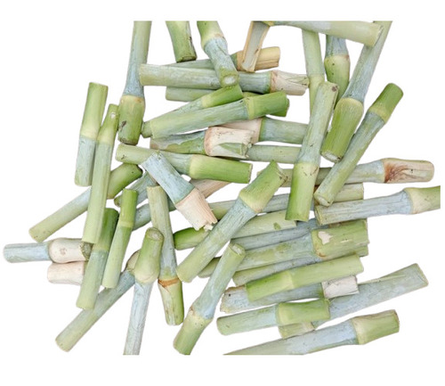 4g Bullate Super Napier - Hybrid Napier Grass, Fresh Texture Fodder | Green Stem Variety For Livestock & Nutritional Applications