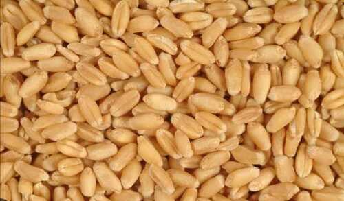 Natural Wheat - A Grade Organic Hard Bread Wheat, Highly Pure | Dried Normal Cultivation Type