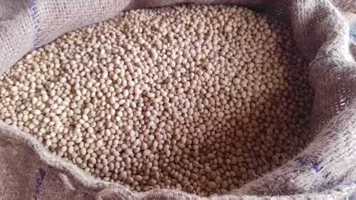 Soyabean Seeds