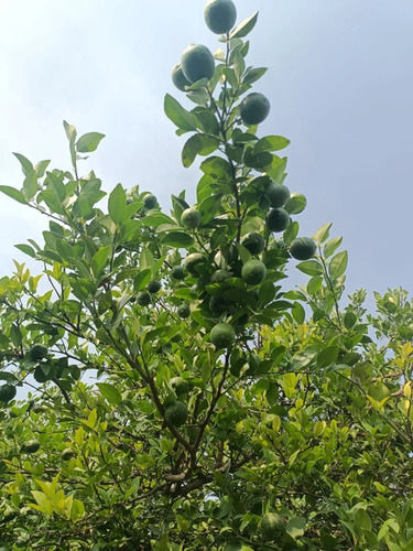 Green Lemon Tree Plant