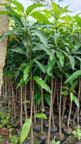 Himsagar Mango Tree Plant