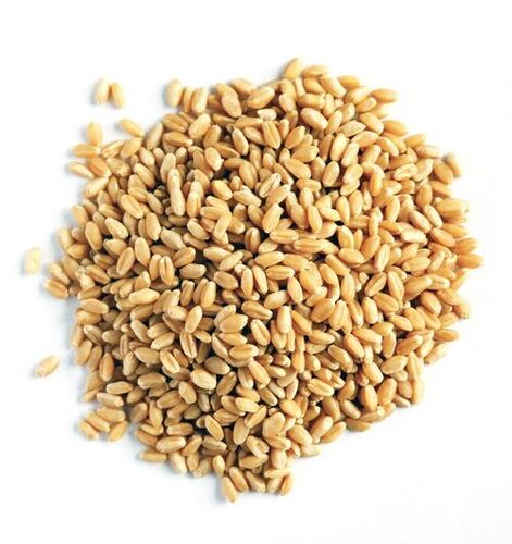 Whole Wheat Grains - Dried Granular Form | Premium Quality, Pesticide-Free, Preservative-Free, Nutrient Enriched, Rich in Vitamins and Protein, Healthy Atta Chakki Mill 