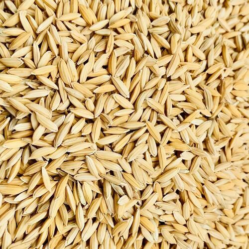 Raw Paddy Rice