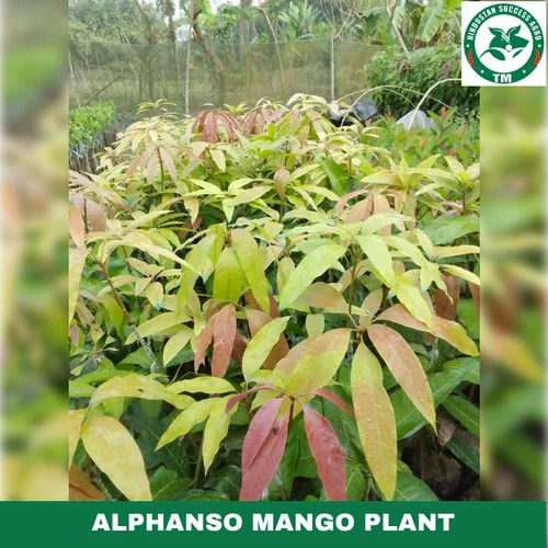 Alphonso Mango Plant