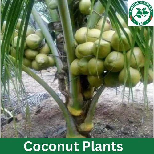 Td Coconut Plants  - Breed: Clay