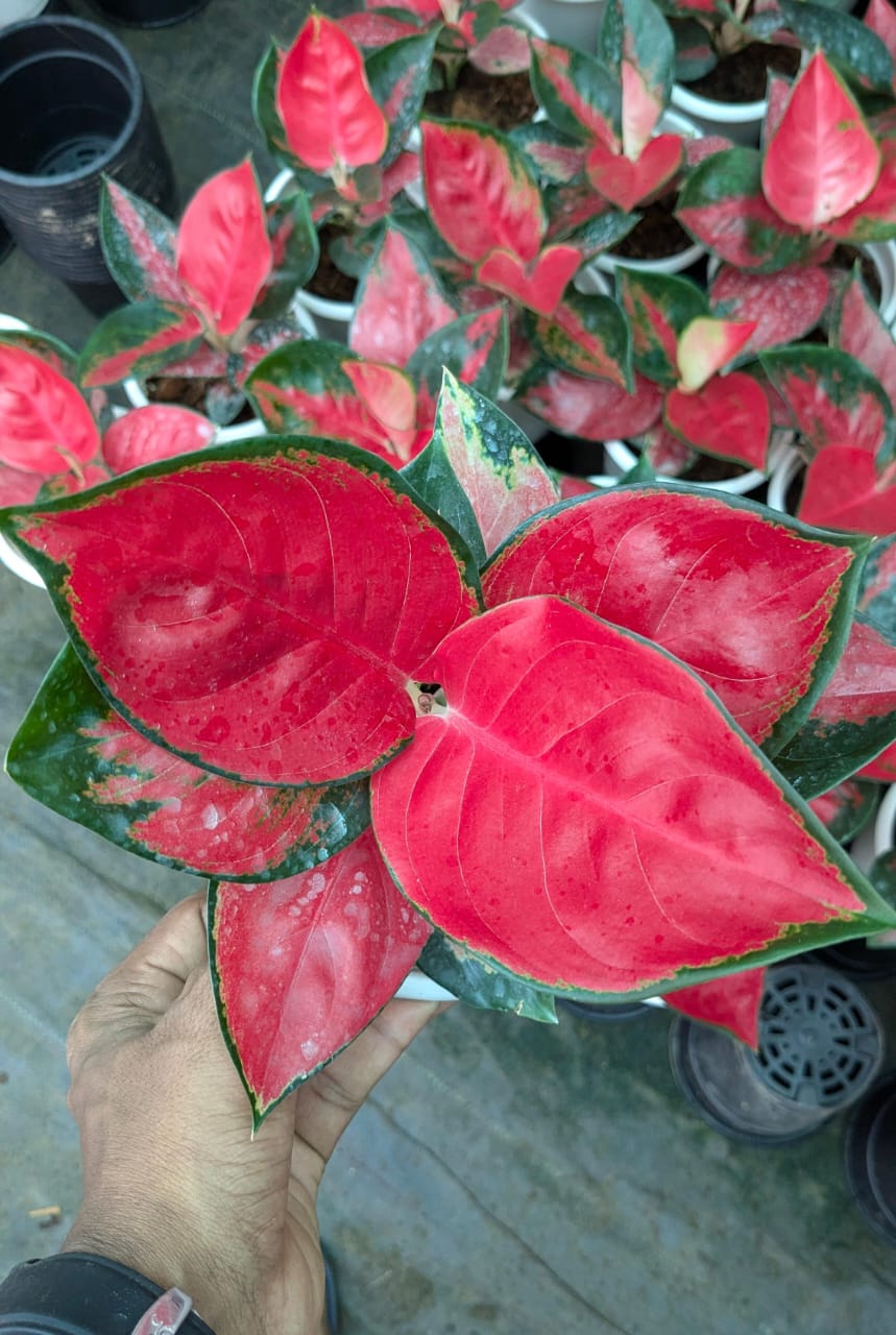 Jaypon Red Aglonema Plant