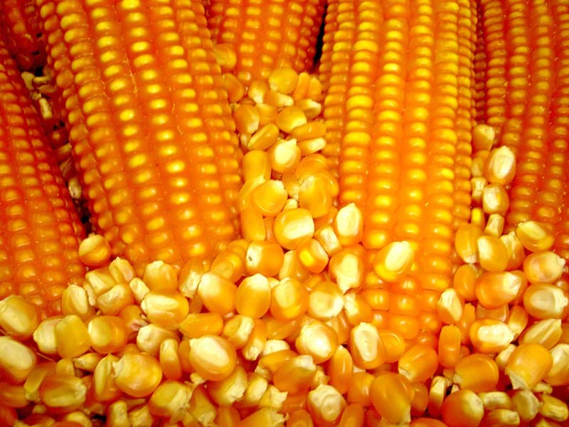 Non GMO Yellow Corn Maize