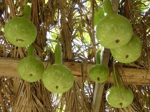 Fresh Bottle Gourd - Shape: Naturral