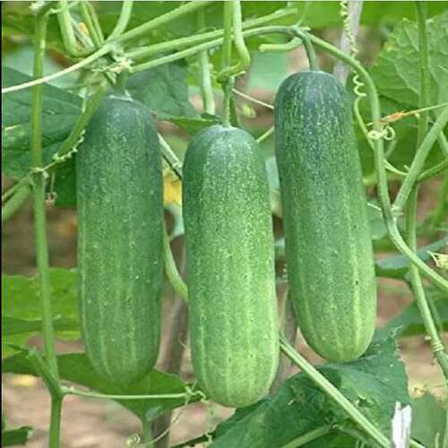 Fresh Cucumber - Shape: Natural