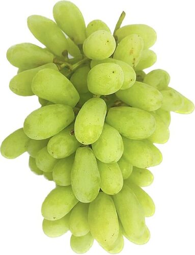 Fresh Green Grapes - Standard Size, Sweet Taste | 100% Pure, Premium Quality, Nutrient-Enriched, Preservatives-Free, Vegetarian, Healthy, Fresh, All-Season