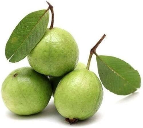 Fresh Guava - 100% Pure, Round Shape, Standard Size, Green Color | Nutrient-enriched, Preservatives-free, Premium Quality, Sweet Taste, Organic Cultivation